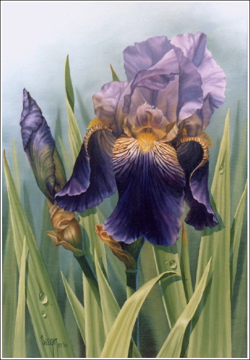 PURPLE IRIS - oil painting by Judy Sleight